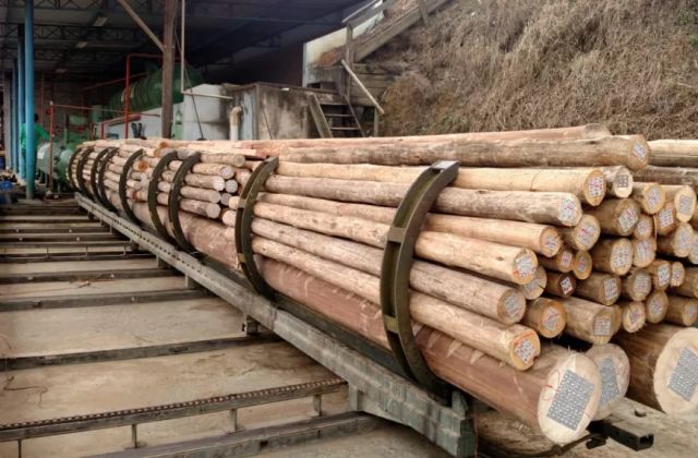 Como é feito o tratamento de eucalipto em autoclave