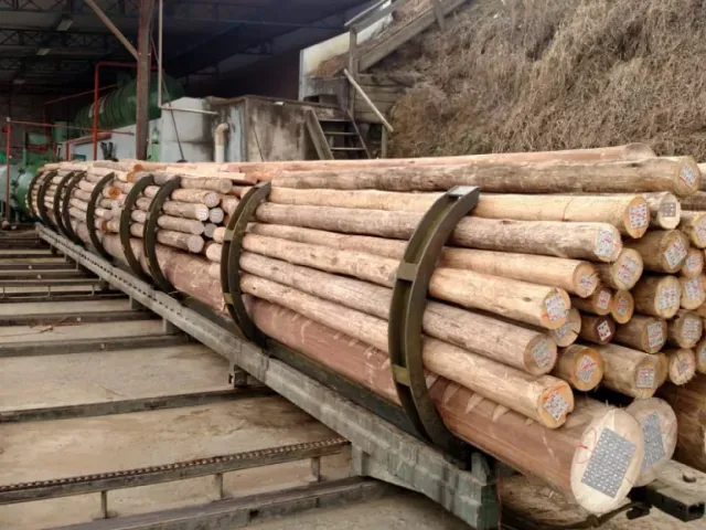 Eucalipto roliço tratado