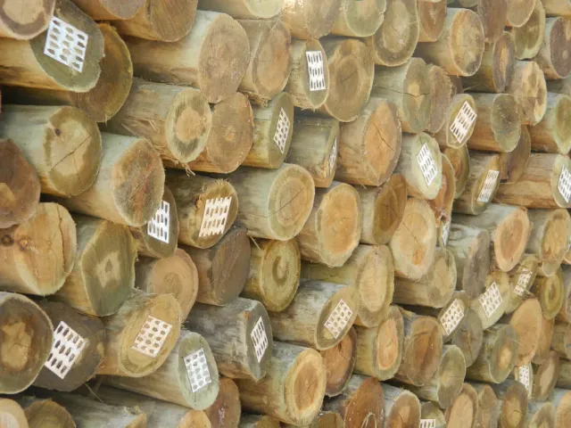 Eucalipto roliço tratado