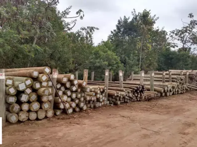 Eucalipto roliço tratado